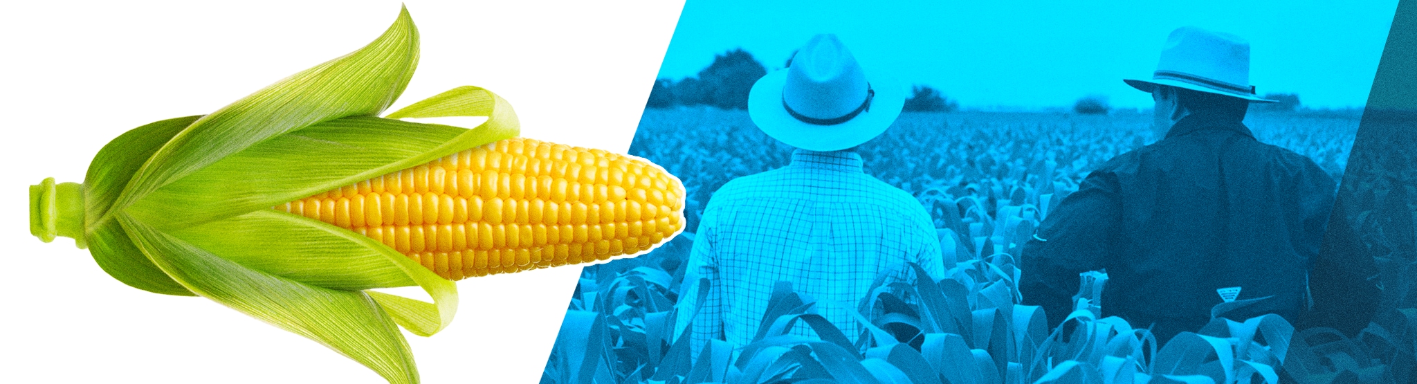 Benefits of Plant Breeding Bayer Global